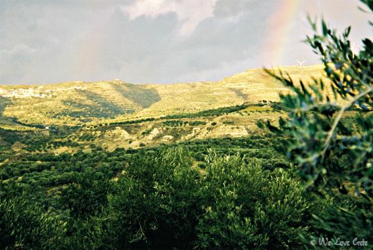 Groves in the Messara Valley, Crete