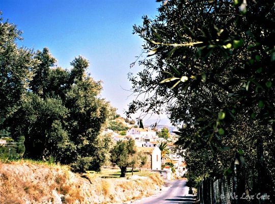 Surrounded by olive groves