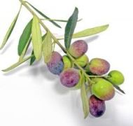 Olives on the branch