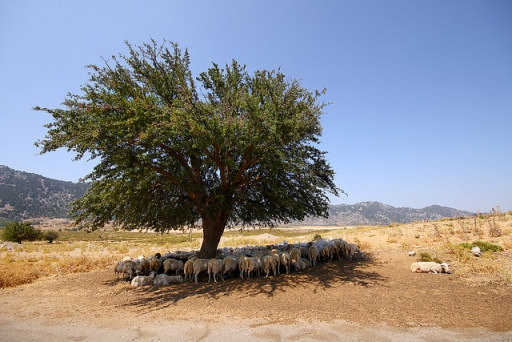 Sheep shelter under a tree on the plateau