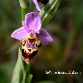 Cretan Bee Orchid - Orchis heldreichii (image by Andreas Loukakis)