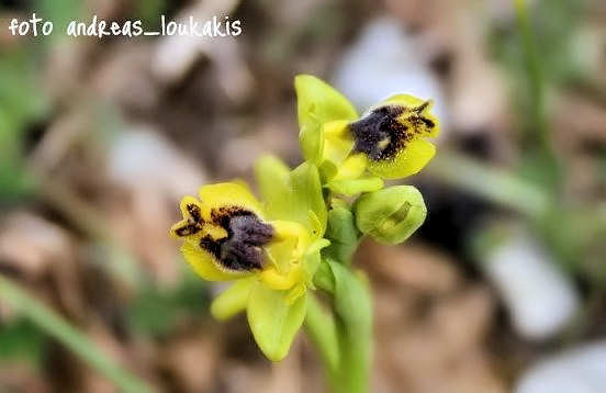Phrygana Ophrys  Ophrys phryganae (image by Andreas Loukakis)