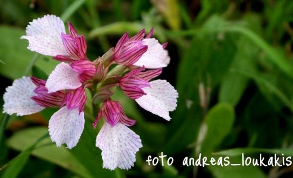 Pink Butterfly Orchid  Orchis papilionacea (image by Andreas Loukakis)