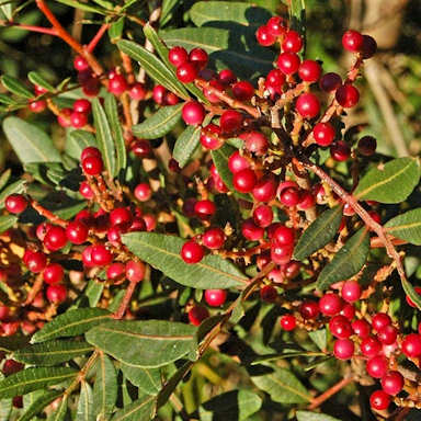 Mastica Bush - Pistacia lentiscus (image by Ettore Balocchi)