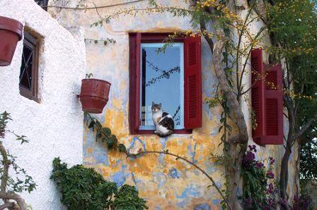 Cat in Plaka, Athens
