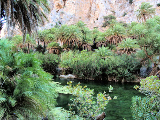 Preveli Palm Forest (image by Mark Latter)