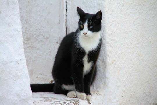 Greek Cats  beautiful cats  from all over Greece