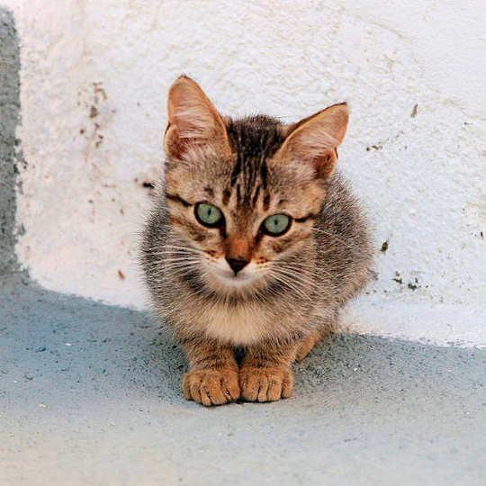 Greek Cats  beautiful cats  from all over Greece