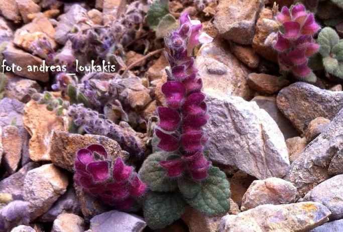 Scutellaria hirta