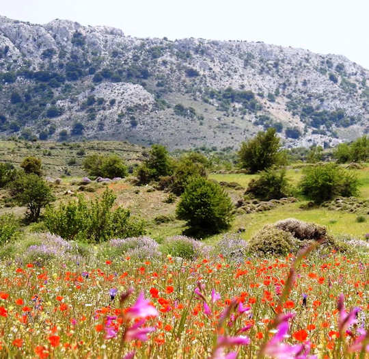 Spring flowers in Crete