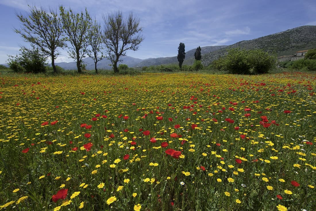 Kato Zakros in spring