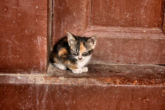 Stray Kitten by Neal Fowler