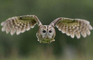Tawny Owl