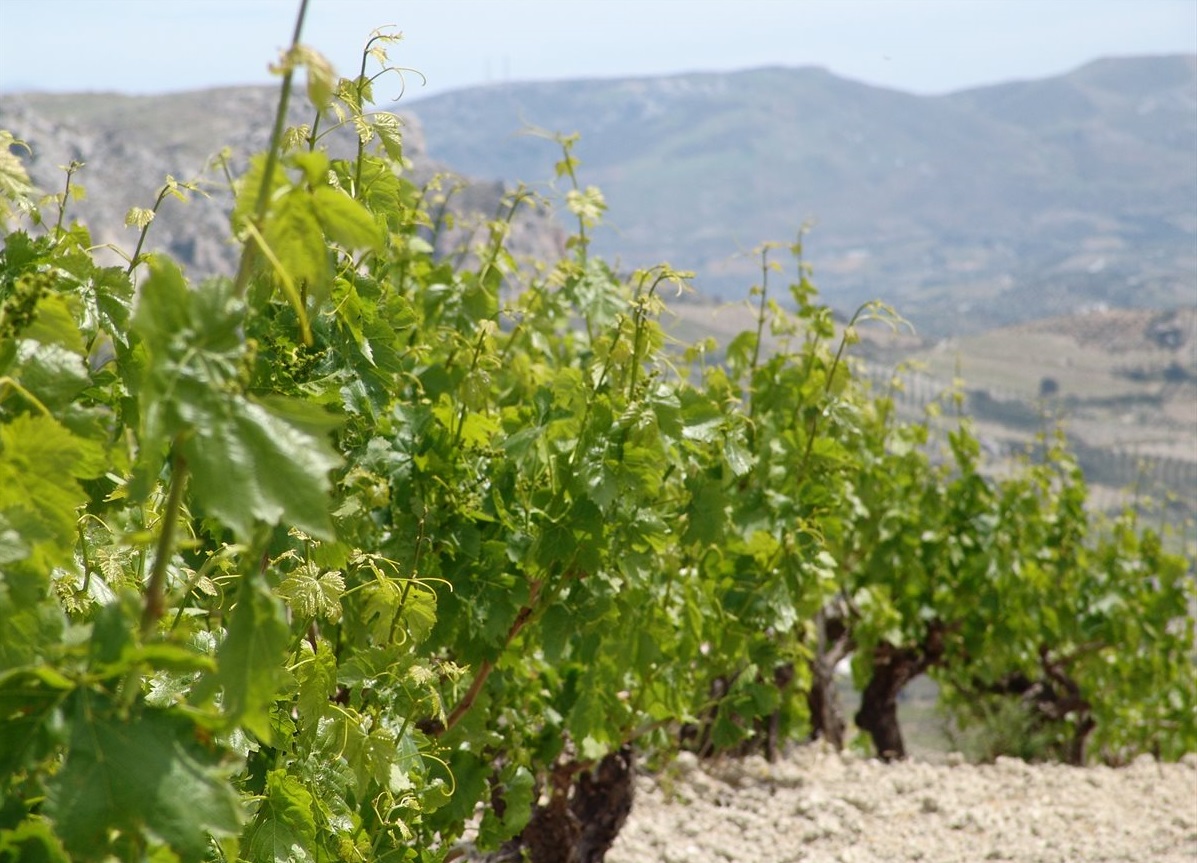 Low vines Crete