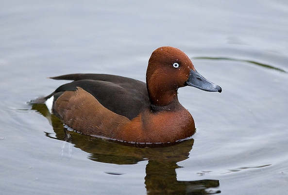 The lake is rich in birdlife