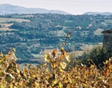 Autumn in Crete - grapevines drying