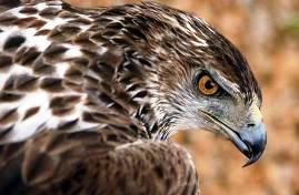 Bonelli's Eagle