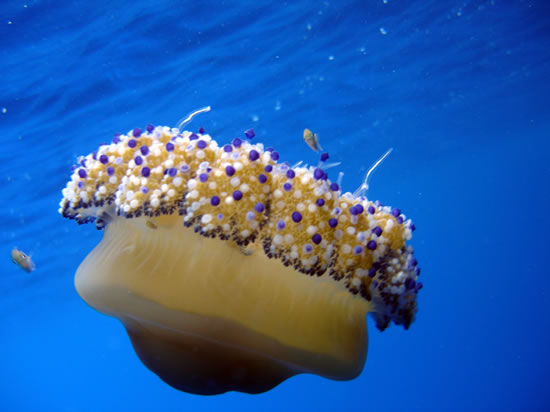 Clear waters make for good diving - Mediterranean Jellyfish - Cotylorhiza tuberculo jelly fish