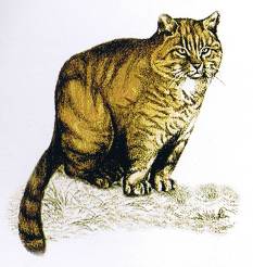 Fourogatos, artistic impression