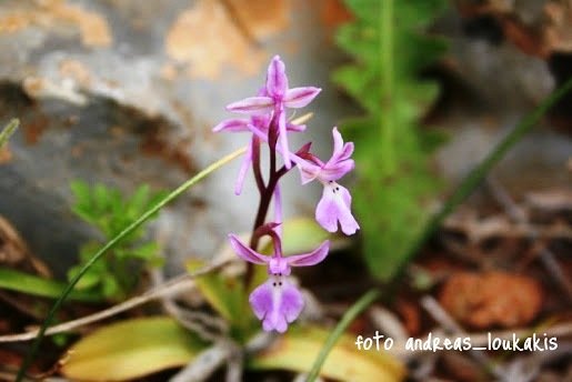 Four-spotted Orchis - Orchis quadripunctata (image by Andreas Loukakis)