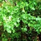 Maple Tree - Acer sempervirens