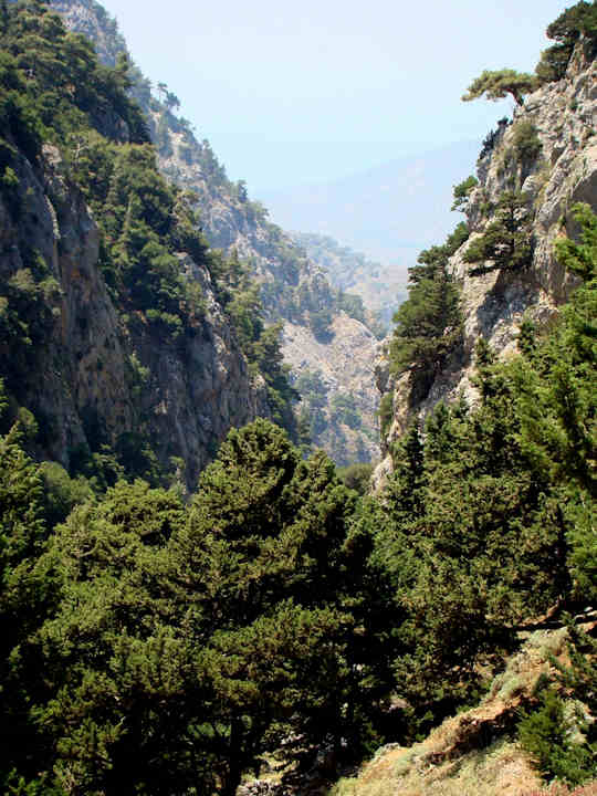 A forested gorge in western Crete (image by xamogelo)