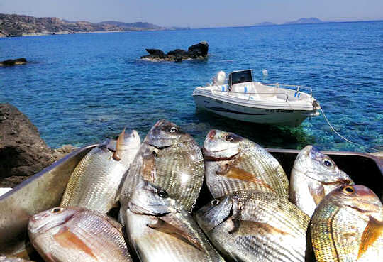 Fresh fish caught today, served tonight at the taverna by the sea
