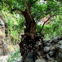 Agia Irini Gorge - wild tree growing out of rock wall (image by Ania Mendrek)