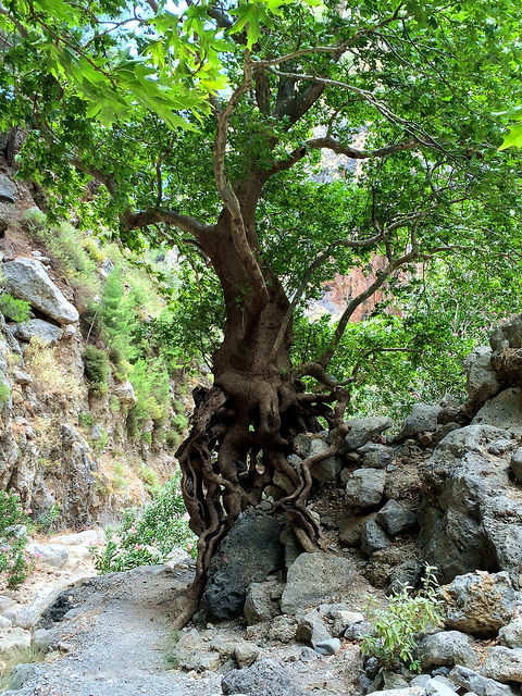 The scenery in Agia Irini Gorge is just as interesting as that in Samaria Gorge and it is not as busy with bus tours.