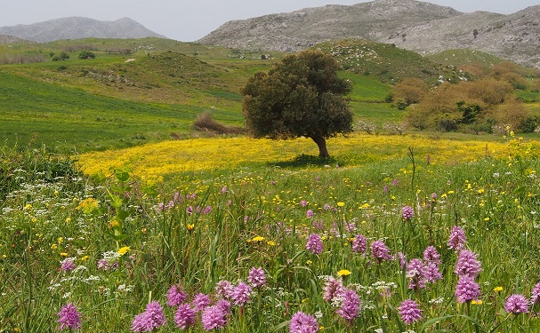 Wild greens grow in fields and hillsides