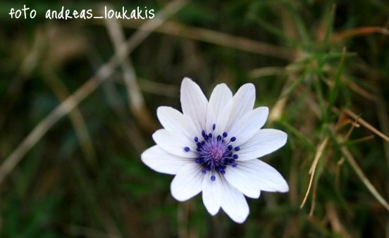 Broad Leaved Anemone  Anemone hortensis (image by Andreas Loukakis)