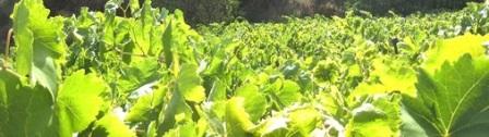 Grapevines surround the village