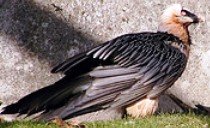 Bearded Vulture