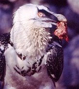 Bearded Vulture, Gypaetus barbatus