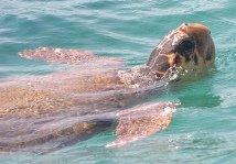 Loggerhead Sea Turtle - Caretta caretta (image by Chomik)