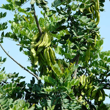 Carob Tree - Ceratonia siliqua (image by Gino Cherchi)