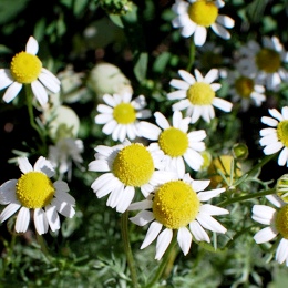 Chamomile - Chamomilla recutita (image by Justin Snow)