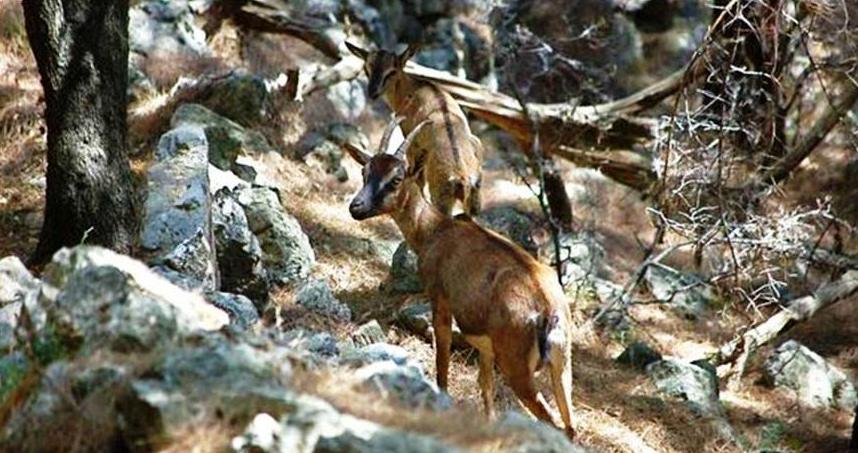 Native animals of Crete - Kri Kri goats