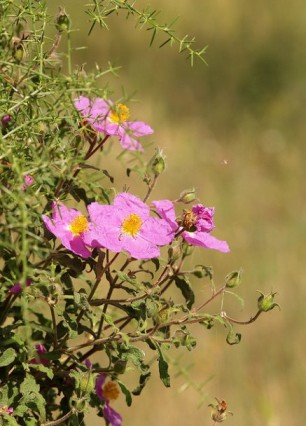 Cretan Rock Rose Cistus creticus (image by Jorg Hempel)