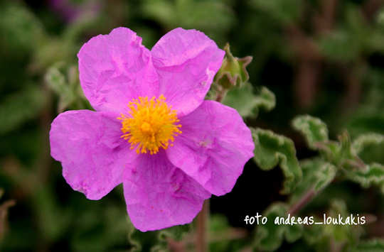 Cretan Rock Rose Cistus creticus (image by Andreas Loukakis)