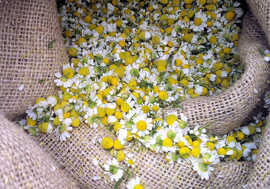 Wild chamomile just after collection