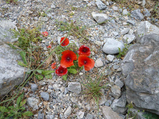 Poppies (image by Christine McIntosh)