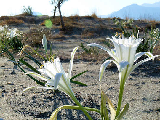 Sea Lily (image by GanMed64)