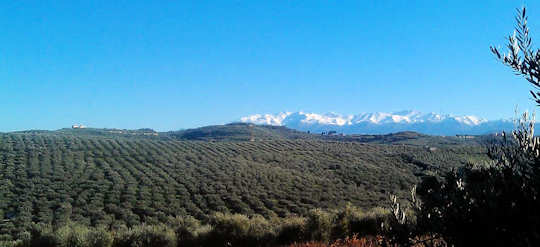 Terra Creta Estate in Kolymvari - view over olive groves to White Mountains