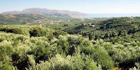 Olive groves of the Terra Creta farm in Kolymvari, western Crete