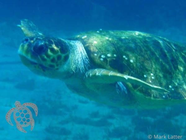 Loggerhead Sea Turtle - Caretta caretta (image by Mark Latter)