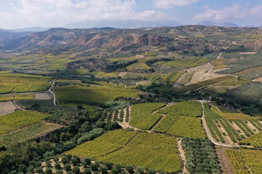 Crete Wine - Vineyards of Douloufakis Winery near Dafnes Village, Heraklion