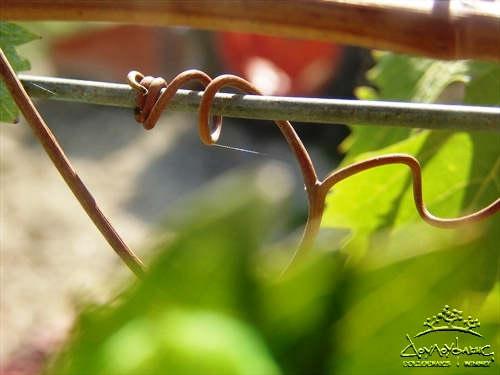 Spring Growth on Vines at Douloufakis Winery