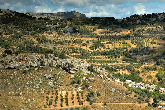 The main crop of the island - many plantings are on steep rocky hillsides (image by Nat Pikozh)