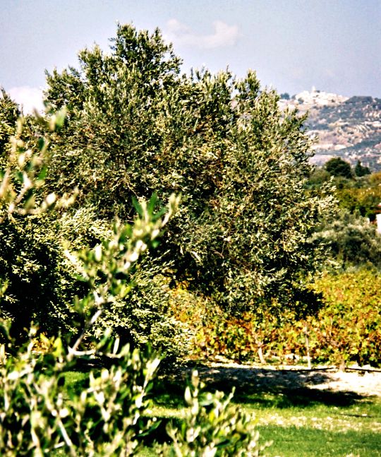 A grove outside our village - vineyard next to it